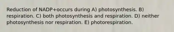 Reduction of NADP+occurs during A) photosynthesis. B) respiration. C) both photosynthesis and respiration. D) neither photosynthesis nor respiration. E) photorespiration.