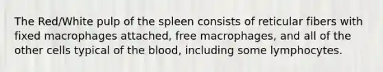 The Red/White pulp of the spleen consists of reticular fibers with fixed macrophages attached, free macrophages, and all of the other cells typical of <a href='https://www.questionai.com/knowledge/k7oXMfj7lk-the-blood' class='anchor-knowledge'>the blood</a>, including some lymphocytes.