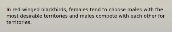 In red-winged blackbirds, females tend to choose males with the most desirable territories and males compete with each other for territories.