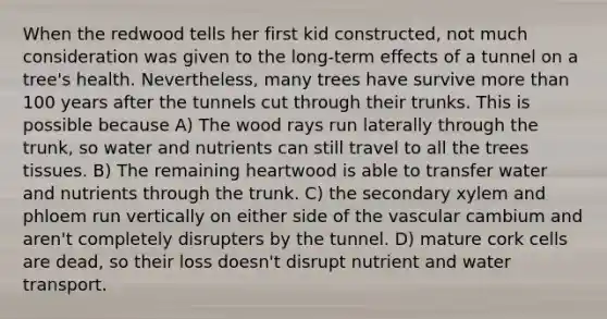 When the redwood tells her first kid constructed, not much consideration was given to the long-term effects of a tunnel on a tree's health. Nevertheless, many trees have survive more than 100 years after the tunnels cut through their trunks. This is possible because A) The wood rays run laterally through the trunk, so water and nutrients can still travel to all the trees tissues. B) The remaining heartwood is able to transfer water and nutrients through the trunk. C) the secondary xylem and phloem run vertically on either side of the vascular cambium and aren't completely disrupters by the tunnel. D) mature cork cells are dead, so their loss doesn't disrupt nutrient and water transport.