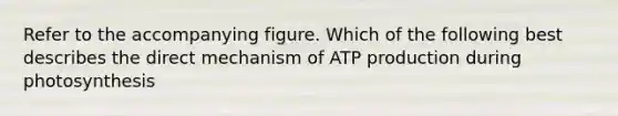 Refer to the accompanying figure. Which of the following best describes the direct mechanism of ATP production during photosynthesis