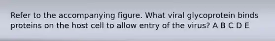 Refer to the accompanying figure. What viral glycoprotein binds proteins on the host cell to allow entry of the virus? A B C D E