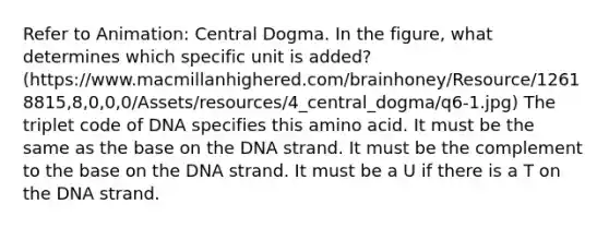 Refer to Animation: Central Dogma. In the figure, what determines which specific unit is added? (https://www.macmillanhighered.com/brainhoney/Resource/12618815,8,0,0,0/Assets/resources/4_central_dogma/q6-1.jpg) The triplet code of DNA specifies this amino acid. It must be the same as the base on the DNA strand. It must be the complement to the base on the DNA strand. It must be a U if there is a T on the DNA strand.