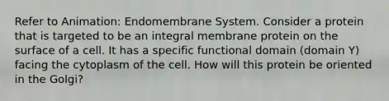 Refer to Animation: Endomembrane System. Consider a protein that is targeted to be an integral membrane protein on the surface of a cell. It has a specific functional domain (domain Y) facing the cytoplasm of the cell. How will this protein be oriented in the Golgi?