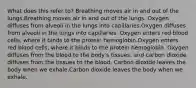 What does this refer to? Breathing moves air in and out of the lungs.Breathing moves air in and out of the lungs. Oxygen diffuses from alveoli in the lungs into capillaries.Oxygen diffuses from alveoli in the lungs into capillaries. Oxygen enters red blood cells, where it binds to the protein hemoglobin.Oxygen enters red blood cells, where it binds to the protein hemoglobin. Oxygen diffuses from the blood to the body's tissues, and carbon dioxide diffuses from the tissues to the blood. Carbon dioxide leaves the body when we exhale.Carbon dioxide leaves the body when we exhale.