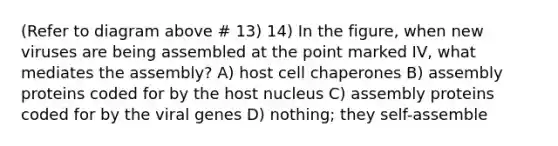 (Refer to diagram above # 13) 14) In the figure, when new viruses are being assembled at the point marked IV, what mediates the assembly? A) host cell chaperones B) assembly proteins coded for by the host nucleus C) assembly proteins coded for by the viral genes D) nothing; they self-assemble