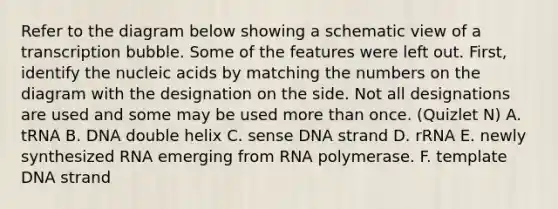 Refer to the diagram below showing a schematic view of a transcription bubble. Some of the features were left out. First, identify the nucleic acids by matching the numbers on the diagram with the designation on the side. Not all designations are used and some may be used <a href='https://www.questionai.com/knowledge/keWHlEPx42-more-than' class='anchor-knowledge'>more than</a> once. (Quizlet N) A. tRNA B. DNA double helix C. sense DNA strand D. rRNA E. newly synthesized RNA emerging from RNA polymerase. F. template DNA strand