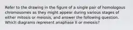 Refer to the drawing in the figure of a single pair of homologous chromosomes as they might appear during various stages of either mitosis or meiosis, and answer the following question. Which diagrams represent anaphase II or meiosis?