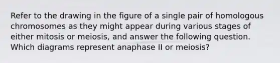 Refer to the drawing in the figure of a single pair of homologous chromosomes as they might appear during various stages of either mitosis or meiosis, and answer the following question. Which diagrams represent anaphase II or meiosis?