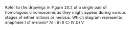 Refer to the drawings in Figure 10.2 of a single pair of homologous chromosomes as they might appear during various stages of either mitosis or meiosis. Which diagram represents anaphase I of meiosis? A) I B) II C) IV D) V