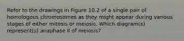 Refer to the drawings in Figure 10.2 of a single pair of homologous chromosomes as they might appear during various stages of either mitosis or meiosis. Which diagram(s) represent(s) anaphase II of meiosis?