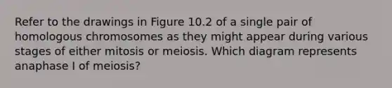 Refer to the drawings in Figure 10.2 of a single pair of homologous chromosomes as they might appear during various stages of either mitosis or meiosis. Which diagram represents anaphase I of meiosis?