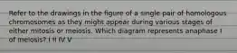 Refer to the drawings in the figure of a single pair of homologous chromosomes as they might appear during various stages of either mitosis or meiosis. Which diagram represents anaphase I of meiosis? I II IV V