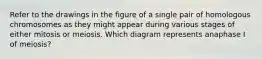 Refer to the drawings in the figure of a single pair of homologous chromosomes as they might appear during various stages of either mitosis or meiosis. Which diagram represents anaphase I of meiosis?