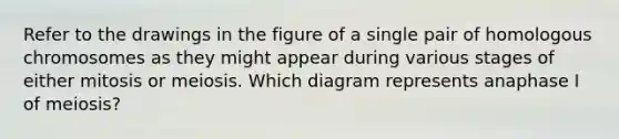 Refer to the drawings in the figure of a single pair of homologous chromosomes as they might appear during various stages of either mitosis or meiosis. Which diagram represents anaphase I of meiosis?