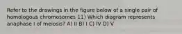 Refer to the drawings in the figure below of a single pair of homologous chromosomes 11) Which diagram represents anaphase I of meiosis? A) II B) I C) IV D) V