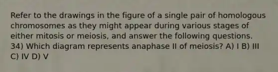 Refer to the drawings in the figure of a single pair of homologous chromosomes as they might appear during various stages of either mitosis or meiosis, and answer the following questions. 34) Which diagram represents anaphase II of meiosis? A) I B) III C) IV D) V