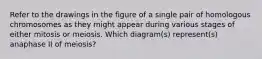 Refer to the drawings in the figure of a single pair of homologous chromosomes as they might appear during various stages of either mitosis or meiosis. Which diagram(s) represent(s) anaphase II of meiosis?