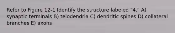 Refer to Figure 12-1 Identify the structure labeled "4." A) synaptic terminals B) telodendria C) dendritic spines D) collateral branches E) axons