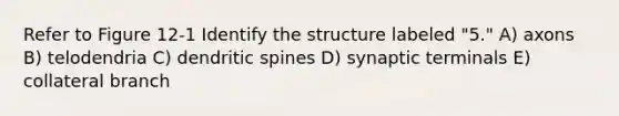 Refer to Figure 12-1 Identify the structure labeled "5." A) axons B) telodendria C) dendritic spines D) synaptic terminals E) collateral branch