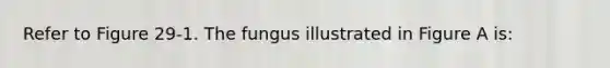 Refer to Figure 29-1. The fungus illustrated in Figure A is: