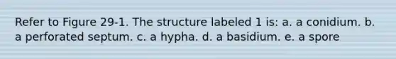 Refer to Figure 29-1. The structure labeled 1 is: a. a conidium. b. a perforated septum. c. a hypha. d. a basidium. e. a spore