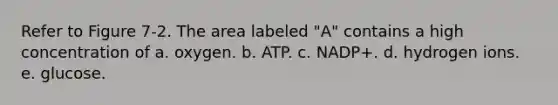 Refer to Figure 7-2. The area labeled "A" contains a high concentration of a. oxygen. b. ATP. c. NADP+. d. hydrogen ions. e. glucose.