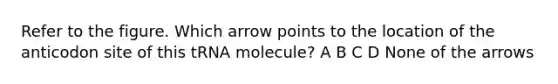 Refer to the figure. Which arrow points to the location of the anticodon site of this tRNA molecule? A B C D None of the arrows