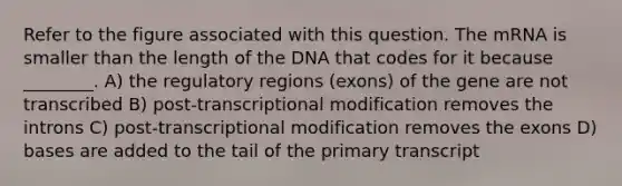 Refer to the figure associated with this question. The mRNA is smaller than the length of the DNA that codes for it because ________. A) the regulatory regions (exons) of the gene are not transcribed B) post-transcriptional modification removes the introns C) post-transcriptional modification removes the exons D) bases are added to the tail of the primary transcript