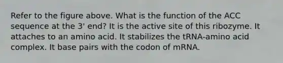 Refer to the figure above. What is the function of the ACC sequence at the 3' end? It is the active site of this ribozyme. It attaches to an amino acid. It stabilizes the tRNA-amino acid complex. It base pairs with the codon of mRNA.