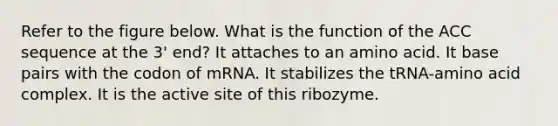 Refer to the figure below. What is the function of the ACC sequence at the 3' end? It attaches to an amino acid. It base pairs with the codon of mRNA. It stabilizes the tRNA-amino acid complex. It is the active site of this ribozyme.