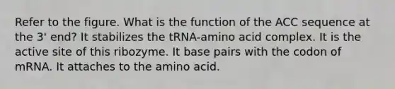 Refer to the figure. What is the function of the ACC sequence at the 3' end? It stabilizes the tRNA-amino acid complex. It is the active site of this ribozyme. It base pairs with the codon of mRNA. It attaches to the amino acid.