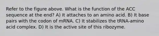 Refer to the figure above. What is the function of the ACC sequence at the end? A) It attaches to an amino acid. B) It base pairs with the codon of mRNA. C) It stabilizes the tRNA-amino acid complex. D) It is the active site of this ribozyme.