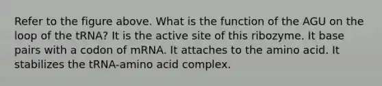 Refer to the figure above. What is the function of the AGU on the loop of the tRNA? It is the active site of this ribozyme. It base pairs with a codon of mRNA. It attaches to the amino acid. It stabilizes the tRNA-amino acid complex.