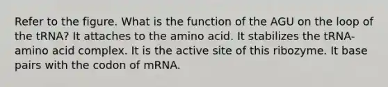 Refer to the figure. What is the function of the AGU on the loop of the tRNA? It attaches to the amino acid. It stabilizes the tRNA-amino acid complex. It is the active site of this ribozyme. It base pairs with the codon of mRNA.