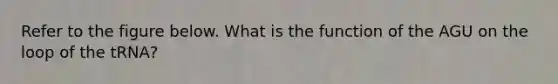 Refer to the figure below. What is the function of the AGU on the loop of the tRNA?