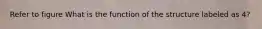 Refer to figure What is the function of the structure labeled as 4?