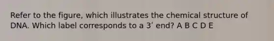 Refer to the figure, which illustrates the chemical structure of DNA. Which label corresponds to a 3ʹ end? A B C D E