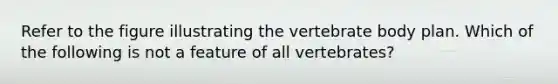 Refer to the figure illustrating the vertebrate body plan. Which of the following is not a feature of all vertebrates?