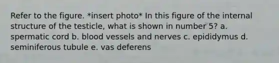 Refer to the figure. *insert photo* In this figure of the internal structure of the testicle, what is shown in number 5? a. spermatic cord b. blood vessels and nerves c. epididymus d. seminiferous tubule e. vas deferens