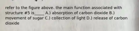 refer to the figure above. the main function associated with structure #5 is_____ A.) absorption of carbon dioxide B.) movement of sugar C.) collection of light D.) release of carbon dioxide