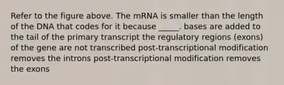 Refer to the figure above. The mRNA is smaller than the length of the DNA that codes for it because _____. bases are added to the tail of the primary transcript the regulatory regions (exons) of the gene are not transcribed post-transcriptional modification removes the introns post-transcriptional modification removes the exons