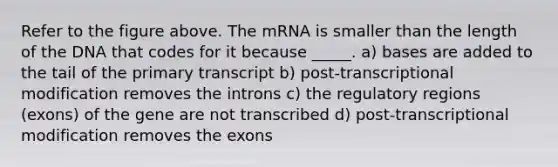 Refer to the figure above. The mRNA is smaller than the length of the DNA that codes for it because _____. a) bases are added to the tail of the primary transcript b) post-transcriptional modification removes the introns c) the regulatory regions (exons) of the gene are not transcribed d) post-transcriptional modification removes the exons