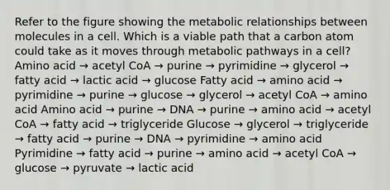 Refer to the figure showing the metabolic relationships between molecules in a cell. Which is a viable path that a carbon atom could take as it moves through metabolic pathways in a cell? Amino acid → acetyl CoA → purine → pyrimidine → glycerol → fatty acid → lactic acid → glucose Fatty acid → amino acid → pyrimidine → purine → glucose → glycerol → acetyl CoA → amino acid Amino acid → purine → DNA → purine → amino acid → acetyl CoA → fatty acid → triglyceride Glucose → glycerol → triglyceride → fatty acid → purine → DNA → pyrimidine → amino acid Pyrimidine → fatty acid → purine → amino acid → acetyl CoA → glucose → pyruvate → lactic acid