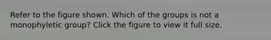 Refer to the figure shown. Which of the groups is not a monophyletic group? Click the figure to view it full size.