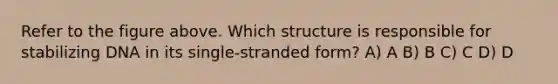 Refer to the figure above. Which structure is responsible for stabilizing DNA in its single-stranded form? A) A B) B C) C D) D