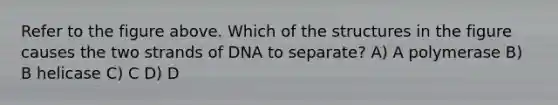 Refer to the figure above. Which of the structures in the figure causes the two strands of DNA to separate? A) A polymerase B) B helicase C) C D) D