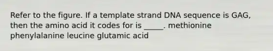 Refer to the figure. If a template strand DNA sequence is GAG, then the amino acid it codes for is _____. methionine phenylalanine leucine glutamic acid