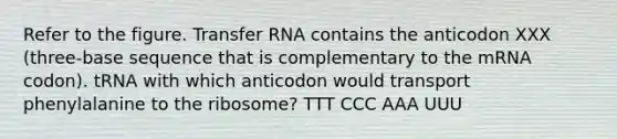 Refer to the figure. Transfer RNA contains the anticodon XXX (three-base sequence that is complementary to the mRNA codon). tRNA with which anticodon would transport phenylalanine to the ribosome? TTT CCC AAA UUU