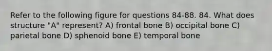 Refer to the following figure for questions 84-88. 84. What does structure "A" represent? A) frontal bone B) occipital bone C) parietal bone D) sphenoid bone E) temporal bone